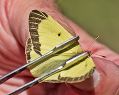 Colias gigantea