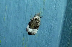 Apotomis capreana