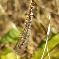Macronemurus appendiculatus