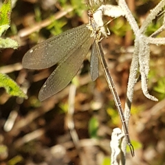 Macronemurus appendiculatus