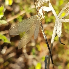 Macronemurus appendiculatus