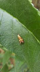 Nemophora degeerella
