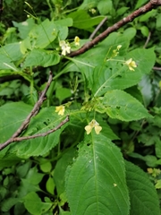 Impatiens parviflora