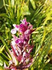 Dactylorhiza majalis