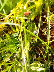 Dactylorhiza majalis