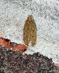 Glyphidocera juniperella