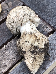 Amanita strobiliformis