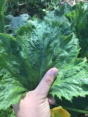 Watermelon mosaic virus