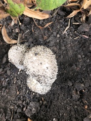 Amanita strobiliformis