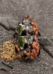 Hololepta