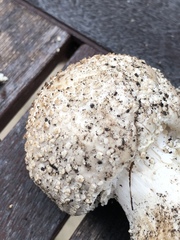 Amanita strobiliformis