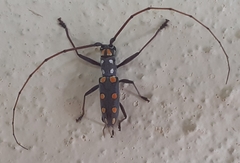 Olenecamptus siamensis