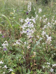 Delphinium leucophaeum