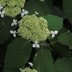 Hydrangea radiata