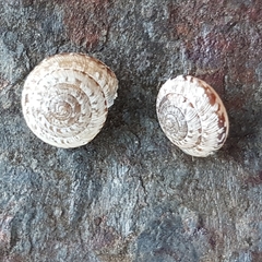 Xeroplexa olisippensis
