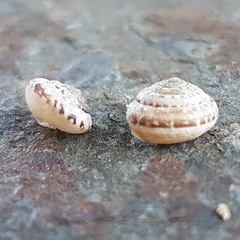 Xeroplexa olisippensis