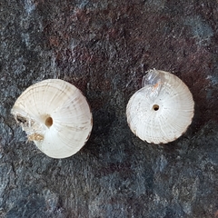 Xeroplexa olisippensis