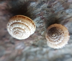 Xeroplexa olisippensis