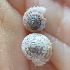 Xeroplexa olisippensis