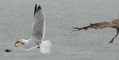 Larus argentatus