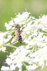 Aphilanthops frigidus