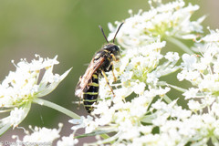 Aphilanthops frigidus