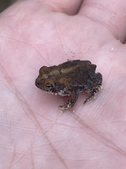 Anaxyrus terrestris