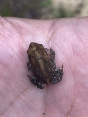 Anaxyrus terrestris