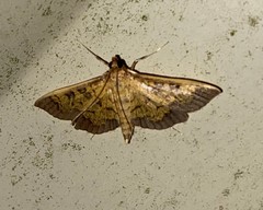 Diacme elealis