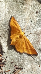 Idaea flaveolaria