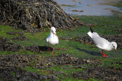 Chroicocephalus ridibundus