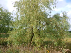 Salix × pendulina