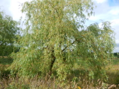 Salix × pendulina