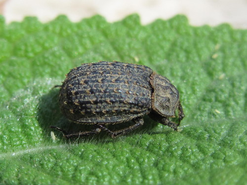 Trox niger