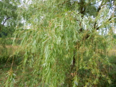 Salix × pendulina