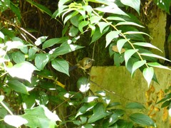 Actinodura cyanouroptera