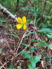 Ludwigia hirtella