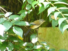 Actinodura cyanouroptera