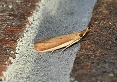 Peoria roseotinctella