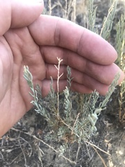 Neokochia americana