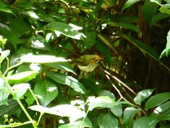 Abroscopus albogularis