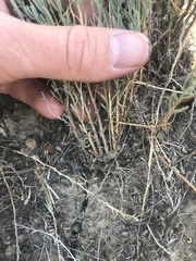 Neokochia americana
