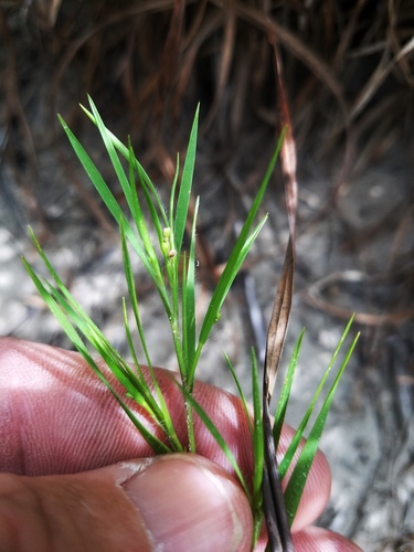 Dichanthelium filiramum