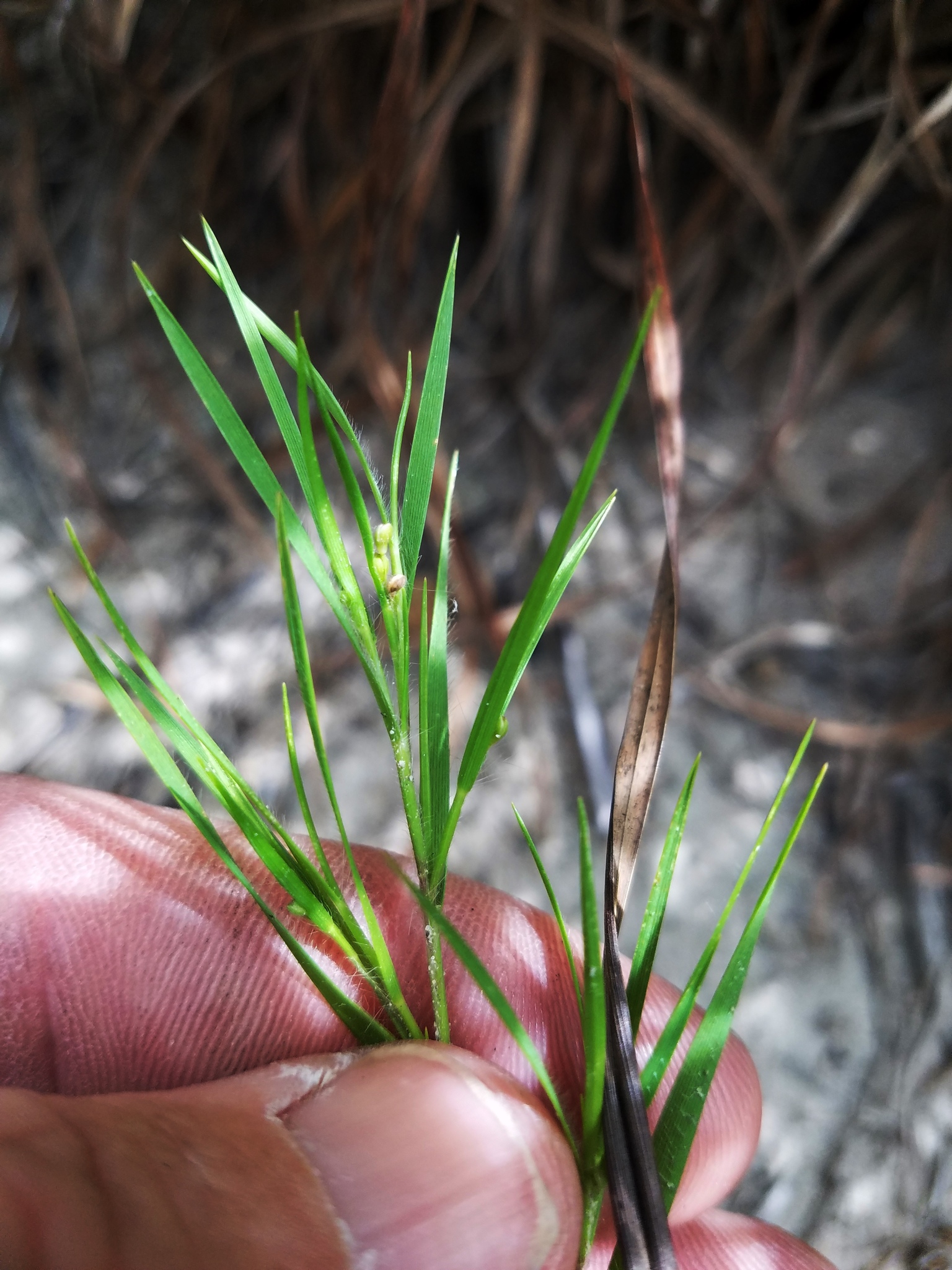 Dichanthelium filiramum