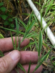 Dichanthelium consanguineum