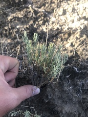 Neokochia americana