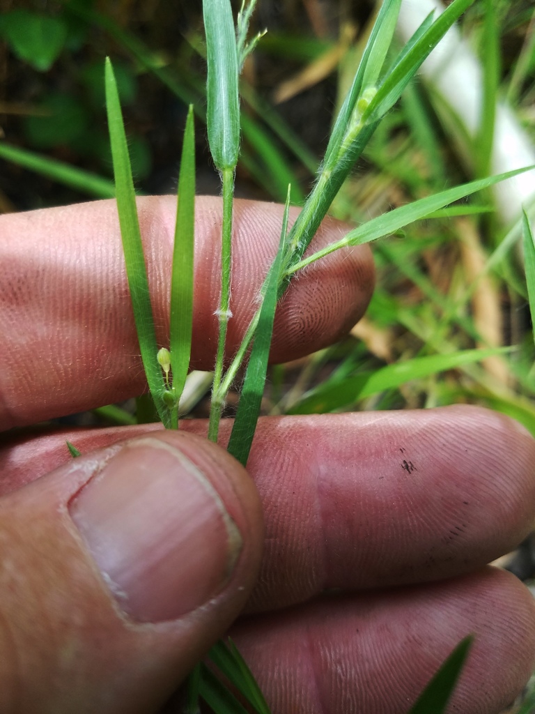 Blood Panicgrass