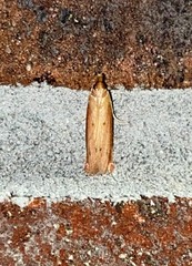 Peoria roseotinctella