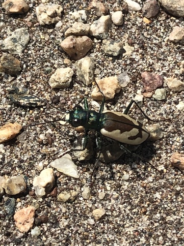 Colorado Dune Tiger Beetle photo 5