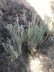 Neokochia americana